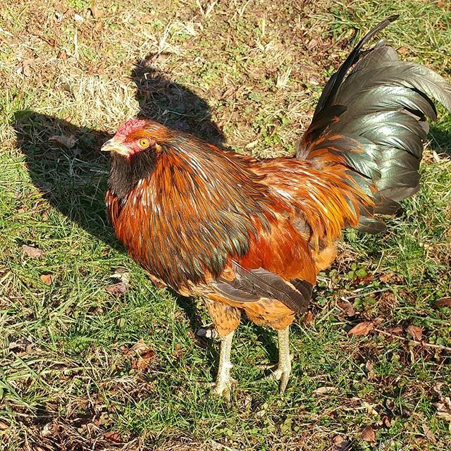 PamsBackyard's tweet photo. Happy National Bird Day from Mouse and his shadow. 🐓😂 #pamsbackyardchickens #roostersofig #rooster #roostersofinstagram #nationalbirdday #backyardflock #backyardchickens #raisingchickens #easteregger #eastereggerchicken https://t.co/4G02CIDdWy https://t.co/un9mGddbJ9