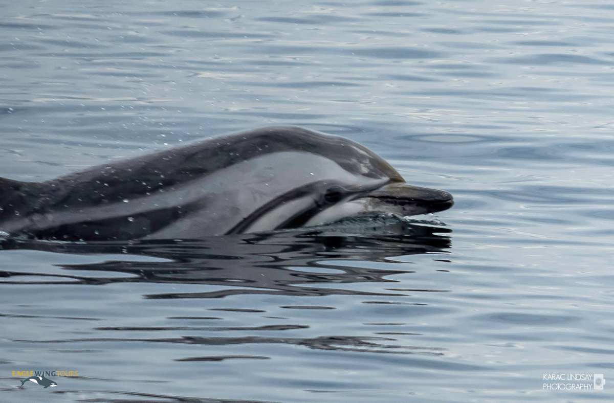 eaglewingtours's tweet photo. “It was pretty exciting to see—and document—the first recorded instance of a live striped dolphin in BC!” Karac Lindsay
#wild4whales #stripeddolphin #bestof2019 #rarevisitor https://t.co/GWZbvLOIxh