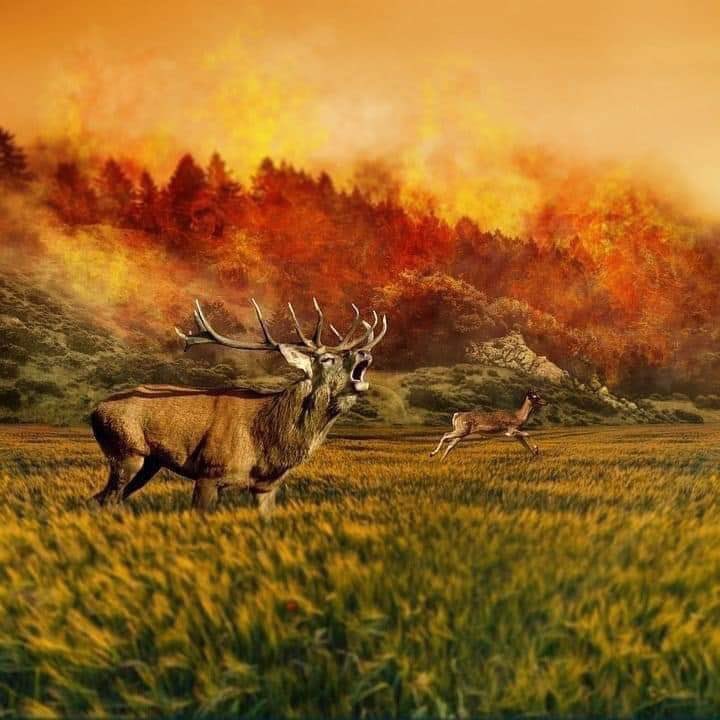 DijaKhadija02's tweet photo. A les regarder mon Coeur saigne de douleur, regardez la peur sur leurs visages, le désespoir, la frustration les animaux d’Australie... et dire que l’être humain sait que l’enfer est vérité mais fait rien pour le fuir. Ya Wadoud préserve nous de ton châtiment 😭 https://t.co/uepi3iiOBJ