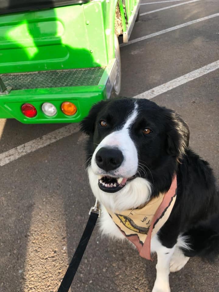 PistachioLand's tweet photo. Dogs on tour at PistachioLand. #pistachiolandtour #visitalamogordo #adventuresforlife https://t.co/NliRdGG6xz
