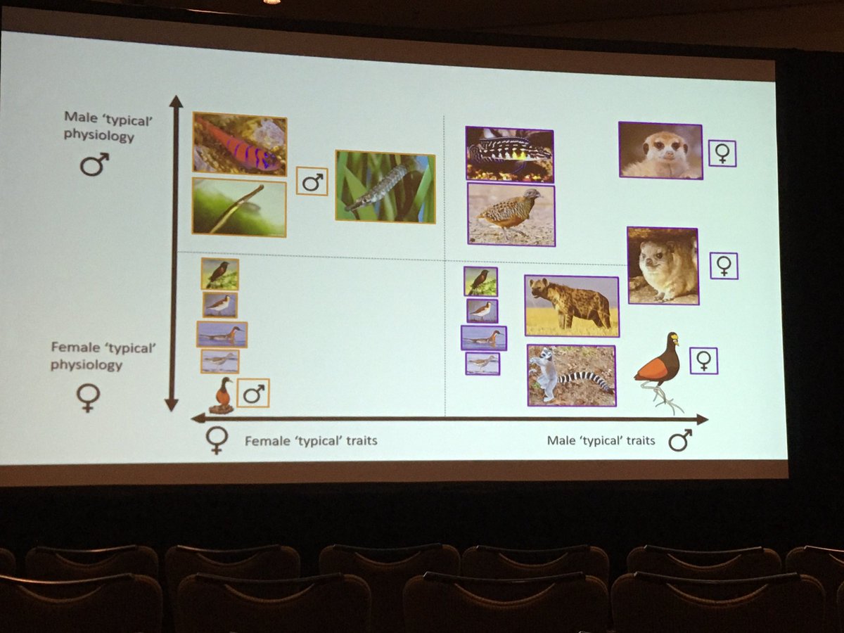 JJinsing's tweet photo. VERY useful framework for thinking about sexual phenotypes and how they are expressed in a talk by @jacanamama ! I also enjoyed watching male seahorses squirt out babies ๐#SICB2020 #Femalerepro https://t.co/Ju9ffcpJEz