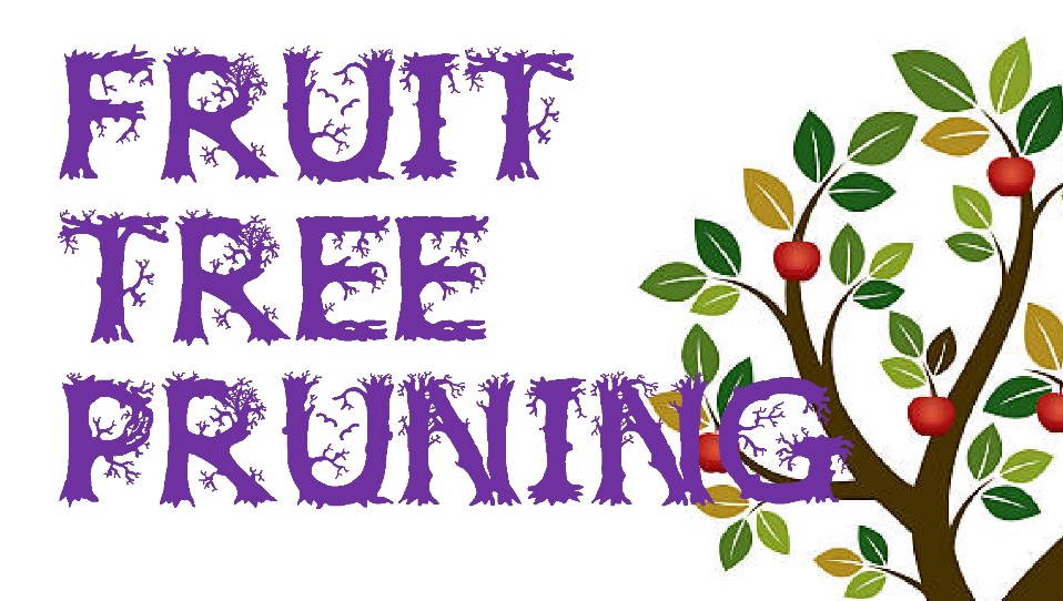 Fruit Tree Pruning with Yolo County Master Gardeners on 1/11: Learn about fruit tree pruning, common fruit tree pests, how to control them, as well as tips on how to encourage fruiting and improve the health of your fruit trees. More info: ucanr.edu/sites/YCMG/fil…
