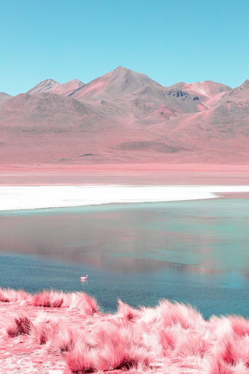 designboom's tweet photo. paolo pettigiani's infrared photography captures bolivia as pink as its flamingos https://t.co/FQV982k3uv https://t.co/Gqcr6E4SY2