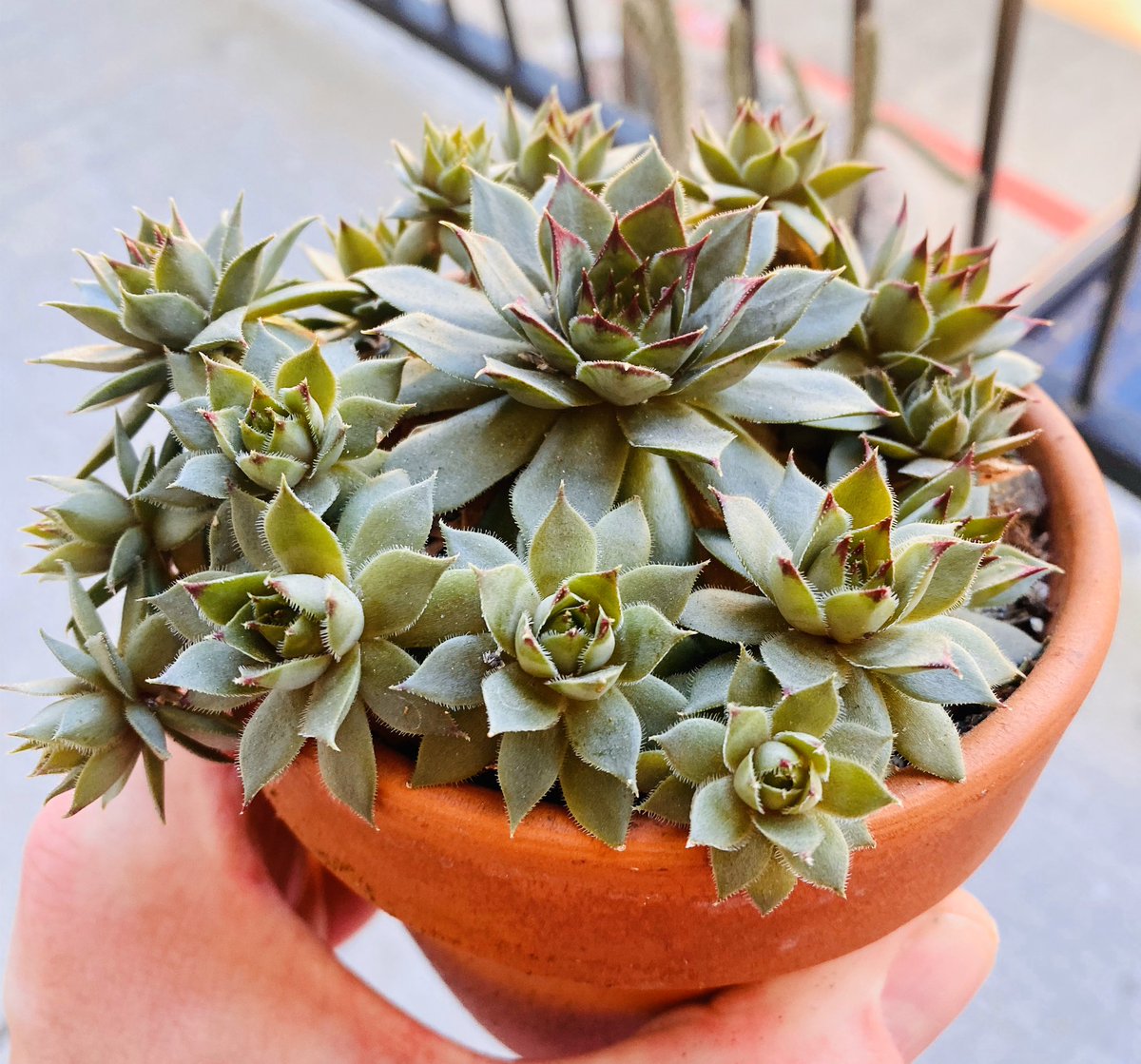 Finally kept a sempervivum alive!  😱SucculentMadness is real!  Join the Facebook group SucculentMadness for more fun!

#sempervivum #succulents #sedum #echeveria #cactus #nature #suculentas #aeonium #sempervivums #echeverias #handmade #suculovers <a href="/SucculentMad/">SucculentMadness</a>