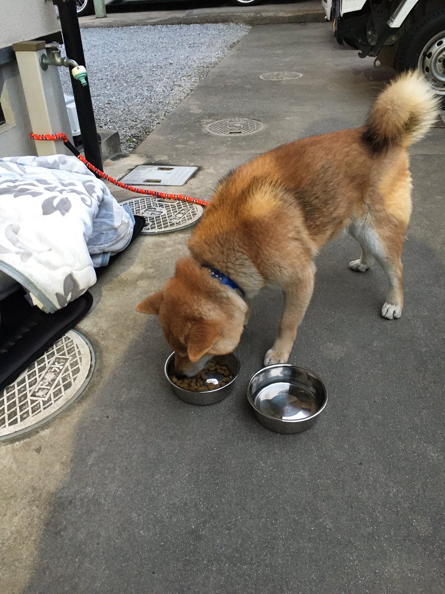 ryo_ryo57337504's tweet photo. 桂川町 寿命の交差点付近で3時頃からうろうろしていました。
首輪有り ワイヤーがち切れた後もあっ
たので迷い犬だと思います。
九時前になっても近くにいたので一応預かっています
何か分かることあれば連絡してください。 https://t.co/RwbWTTNP5Y