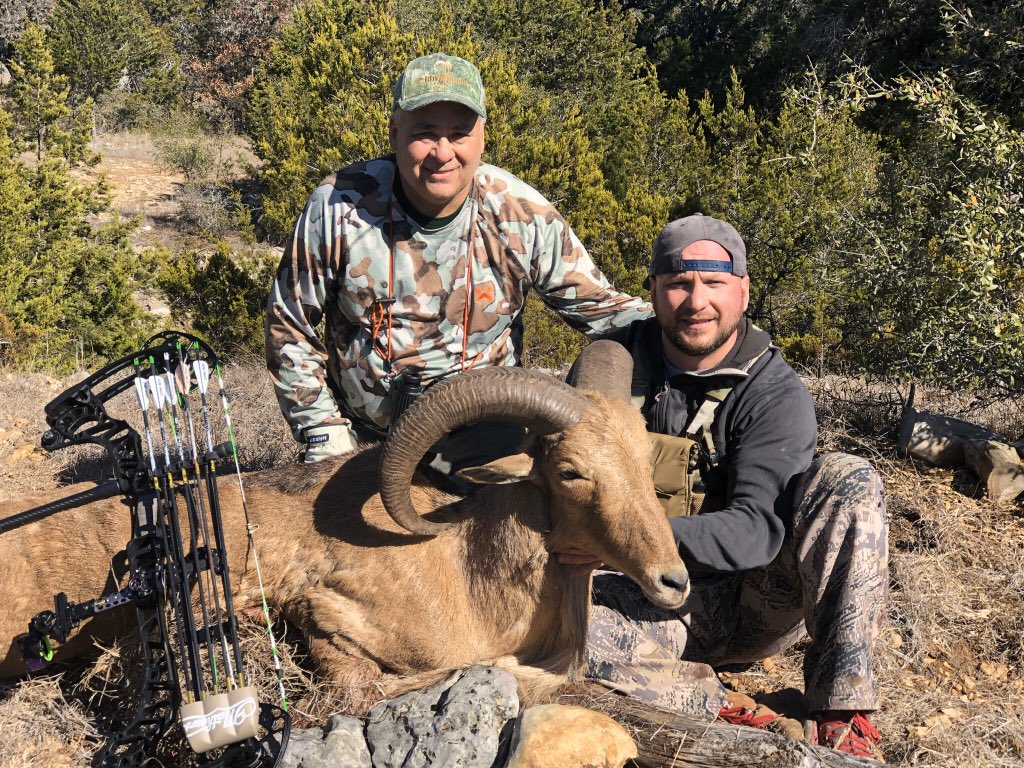 ArceTony's tweet photo. Archery Aoudad taken by Colt at the Bowranch in Uvalde County, Texas. Congrats to the New Jersey hunter on his free range archery trophy Ram. #archeryaoudad #bowranch #uvaldecounty #mathewsarchery #freerangehunting https://t.co/po3cOoQn5T