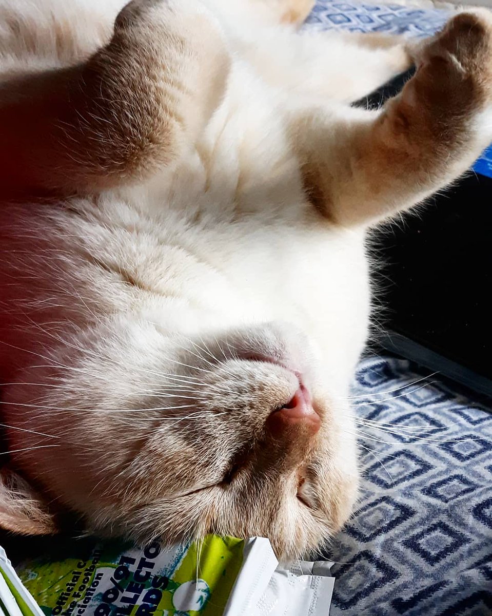 BlueEyedKitsune's tweet photo. @ScottJKyle1 Awe that's absolutely adorable. Angus probably make her allergic reaction kick on because he is a love bug. Like in this said picture when I was going through some football cards https://t.co/jokZfuISVZ