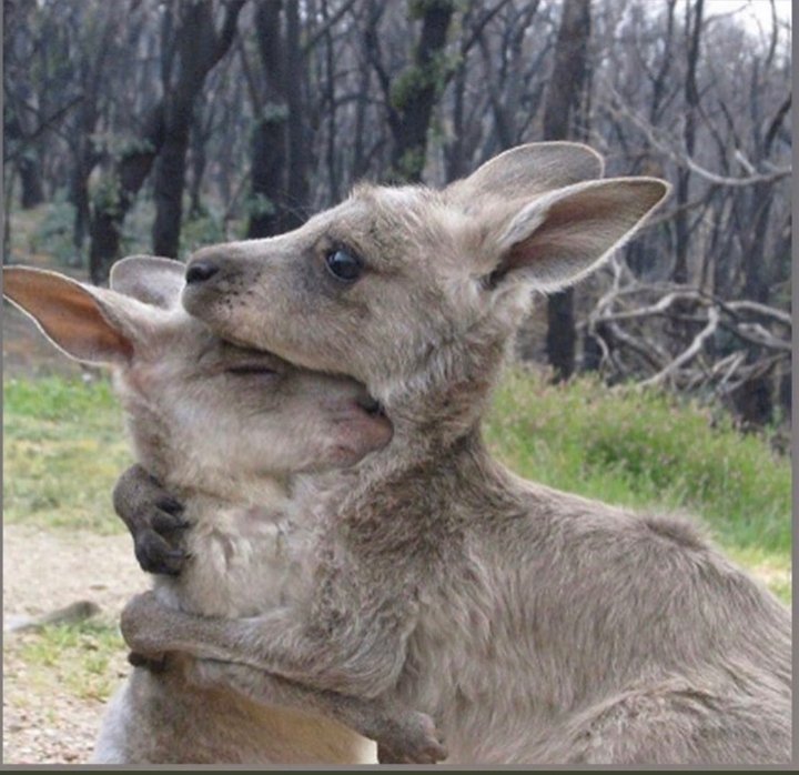 amriana's tweet photo. #Canada had sent Firefighters & help to #Australia.
Thank you @JustinTrudeau
Please if you can, donate to the
#AustralianRedCross
Thousands lost their homes & businesses, animals need care, People have to rebuild their lives.
#PrayForAustralia
#OnePlanetOneHumanity
#RainRain https://t.co/cy5LVh45k5