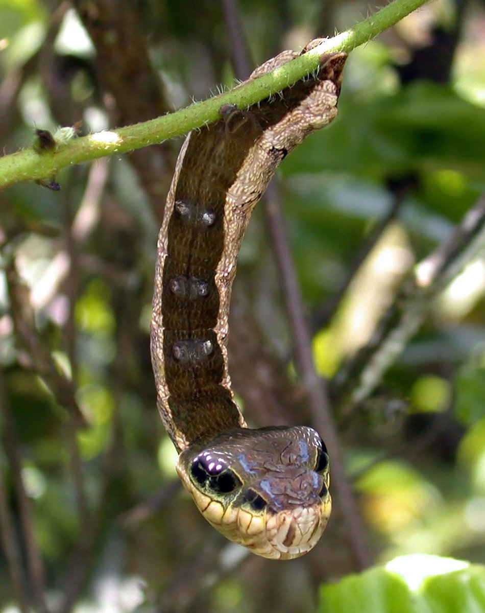 Sabe que cobra é essa? Bem, não é uma cobra. É uma lagarta