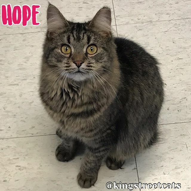 kingstreetcats's tweet photo. Beautiful Hope hopes people realize FIV+ cats are #positivelyadoptable https://t.co/ELkoHgi9rV https://t.co/Hf6ovBBikb
