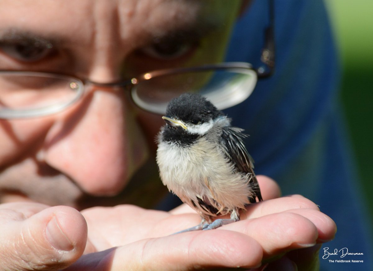 In honor of #NationalBirdDay, here’s looking at my fine, feathered friends, in this case a black-capped chickadee fledgling that wandered onto my insanely hot driveway on a 100 degree day. #birding #birdphotography #birdsoftwitter #wildlifephotography  #NaturePhotography <a href="/ABA/">Amer. Birding Assoc.</a>