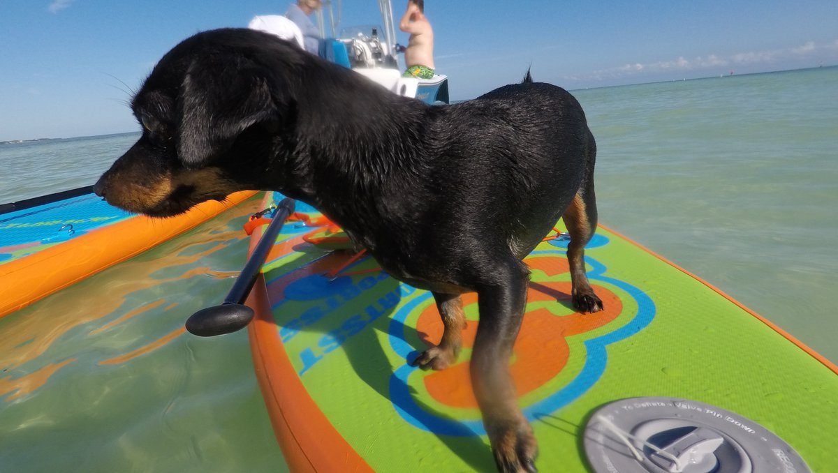 Furry Friends are welcome aboard most of our charters. Call or click to reserve! 305-900-7350 AquaBlueAdventures.com

#dogfriendly #petfriendly #islamorada #islamoradasandbar #1stMateClaire #keyslife #aquablueadventures #adventuresinparadise #seastheday #islamoradatimes #SUP