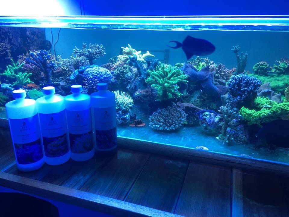 Reefanabolics's tweet image. Fuelled by Reef Anabolics 🤩

Photos courtesy of Robert Sellick 👏

Home grown clams ☺️ ✨ 

#reefanabolics #RA #addicted2fish #reefingmadeeasy #australia #coral #reef #saltwatertank #reeftank #amazing #instareef #allmymoneygoestocoral #acropora #lpscoral #clams #aquarium