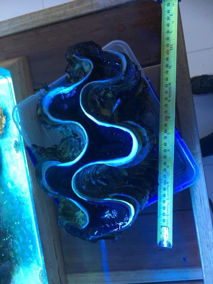 Reefanabolics's tweet image. Fuelled by Reef Anabolics 🤩

Photos courtesy of Robert Sellick 👏

Home grown clams ☺️ ✨ 

#reefanabolics #RA #addicted2fish #reefingmadeeasy #australia #coral #reef #saltwatertank #reeftank #amazing #instareef #allmymoneygoestocoral #acropora #lpscoral #clams #aquarium