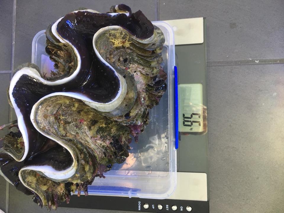 Reefanabolics's tweet image. Fuelled by Reef Anabolics 🤩

Photos courtesy of Robert Sellick 👏

Home grown clams ☺️ ✨ 

#reefanabolics #RA #addicted2fish #reefingmadeeasy #australia #coral #reef #saltwatertank #reeftank #amazing #instareef #allmymoneygoestocoral #acropora #lpscoral #clams #aquarium