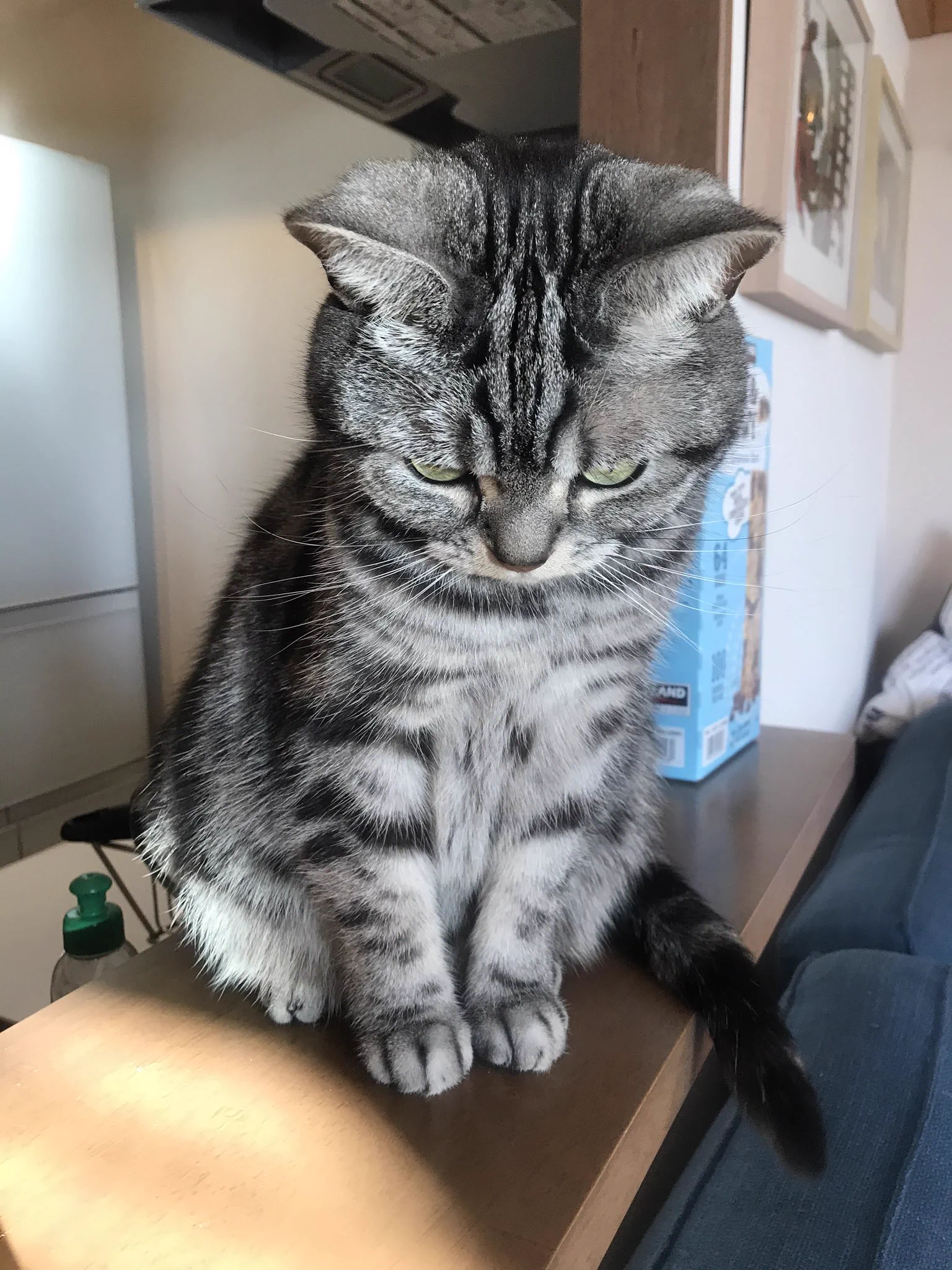 猫が、仕事に行こうとする飼い主の前でする表情が面白いから見てみてwwww