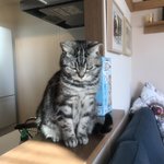 猫が、仕事に行こうとする飼い主の前でする表情が面白いから見てみて!