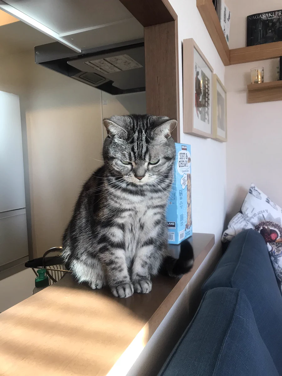 猫が、仕事に行こうとする飼い主の前でする表情が面白いから見てみてwwww