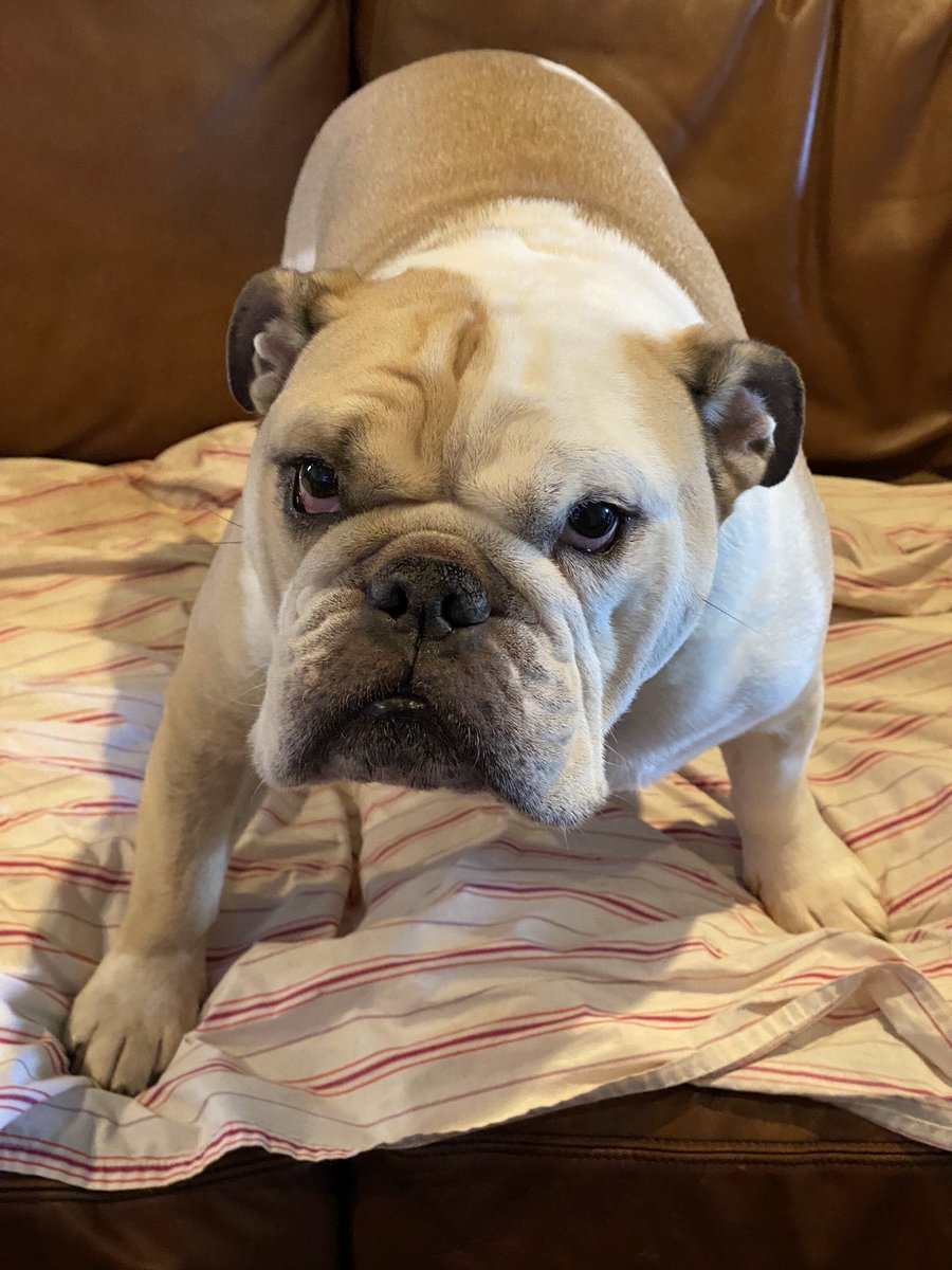 ChuckRocha's tweet photo. @BernieBrat2020 @SenSanders I told him he could have #apachedog no need for new dog. I got an old dog who wants to go. https://t.co/XQYbZ4v1IX