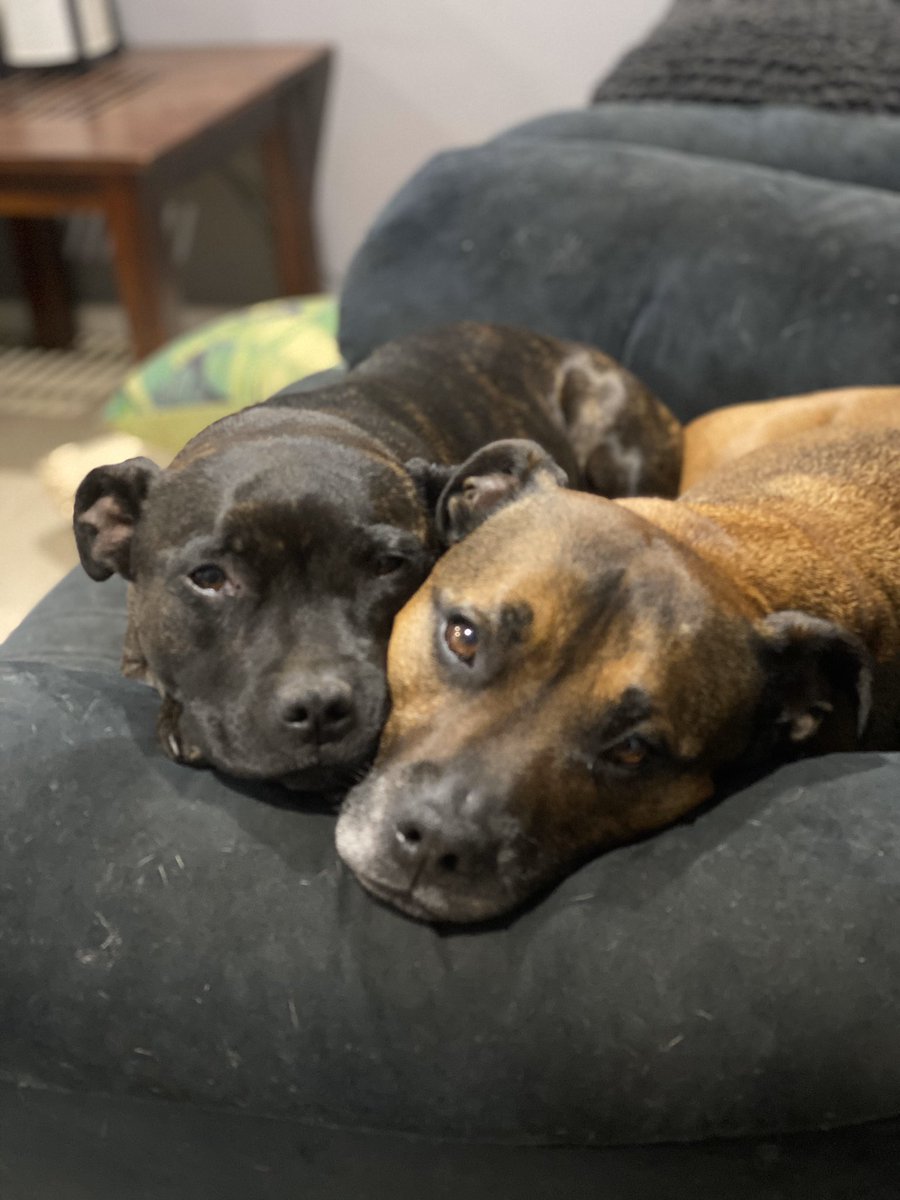 Tough job guarding this couch 24/7 🛋 #staffypatrol #jager #ruby #onguard #guarddogs #guarddogfail #dogsoncouches #couchdogs #staffystyle #staffymoments #staffygrams #staffylove #staffylife #thestaffyworld #staffy #staffys #staffies #staffysdaily #englishstaffys #englishstaffies