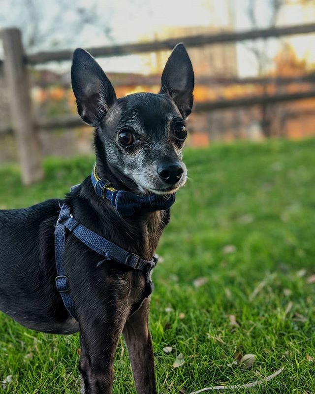 brucewayneatx's tweet photo. Frolickin' in the park on this harsh winter day in Austin. 😜🐶🌇
•
•
•
#divinecanines #therapydog #italiangreyhound #iggy #chihuahua #chiggy #atx #dogsofinstagram #dogsofaustin #pupsofinstagram #puppygram https://t.co/tQ05oNOxSq https://t.co/op24250v76