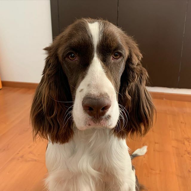 RROSASG's tweet photo. Les presento a pinky flash. #springerspaniel_feature #springerspaniel https://t.co/TH9oCooQ1s https://t.co/uM7CJAF5tm