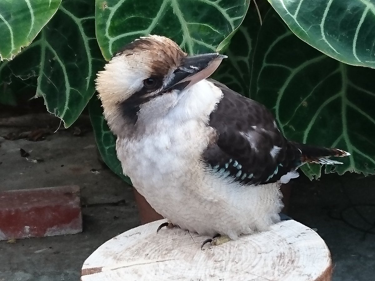Enco 掛川花鳥園だ オイラはワライカワセミが好き ワライカワセミ可愛いんだよ あさイチ Enco 掛川花鳥園だ オイラはワライカワセミが好き ワライカワセミ可愛いんだよ あさイチ