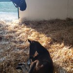 Photo by Ocala Stud (@OcalaStud)