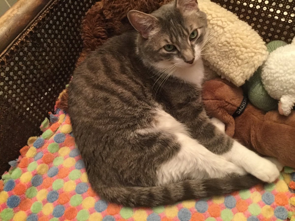 Oatuling's tweet image. ⁦@marshallsheldon⁩ Waldo is awake he says hi