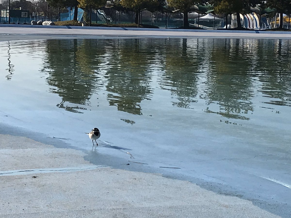 公式 川越水上公園 1月6日釣り場営業中 おはようございます 本日は月曜ですが 冬休み期間中のため営業中です 川越の天気は快晴 今朝の水温は8 少し風があります 川越水上公園 川越 Kawagoe 公園 釣り ニジマス マス釣り 冬休み 公式 川越水上公園 1月6日釣り場営業中 おはようございます 本日は月曜ですが 冬休み期間中のため営業中です 川越の天気は快晴 今朝の水温は8 少し風があります 川越水上公園 川越 Kawagoe 公園 釣り ニジマス マス釣り 冬休み