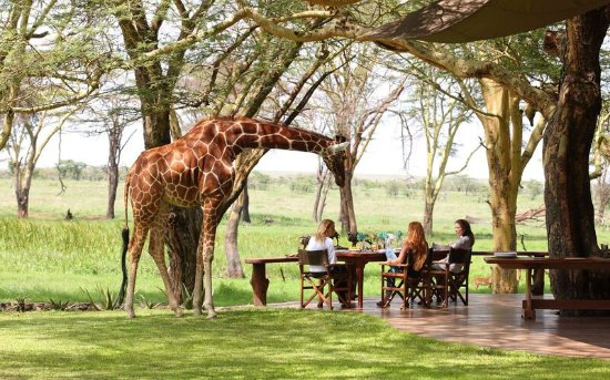 JamboMagazine's tweet photo. Some of the top lodges where animals roam freely. Here, the animals come to you.
1. Governors' Camp, Masai Mara
2. Giraffe Manor
3. Sarova Salt Lick Game Lodge
4. Segera Retreat
5. Ol Pejeta Bush Camp
6. sirkoi Lodge https://t.co/2TsojjmcLh