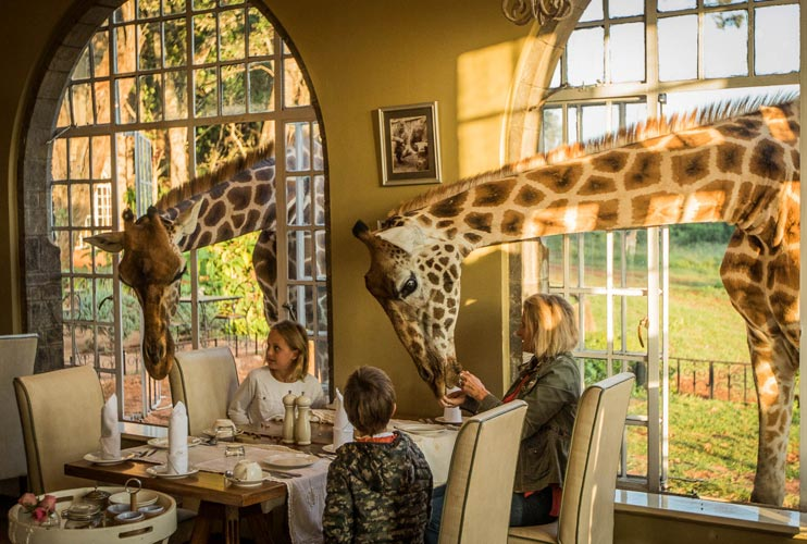 JamboMagazine's tweet photo. Some of the top lodges where animals roam freely. Here, the animals come to you.
1. Governors' Camp, Masai Mara
2. Giraffe Manor
3. Sarova Salt Lick Game Lodge
4. Segera Retreat
5. Ol Pejeta Bush Camp
6. sirkoi Lodge https://t.co/2TsojjmcLh