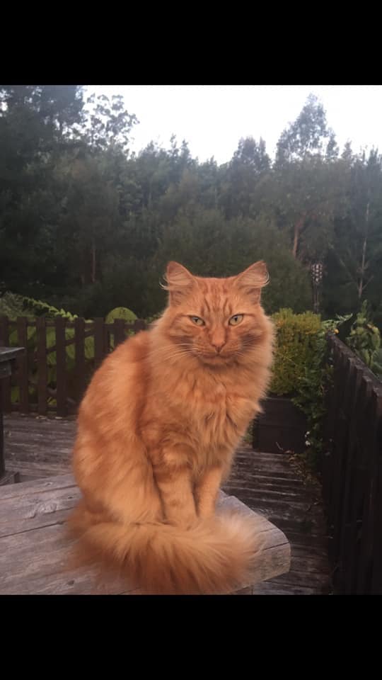 #HavelockNorth Missing for 5 wks Ginger Cat between DurhamDrive & Tokomaru Drive   Please Retweet facebook.com/photo.php?fbid…