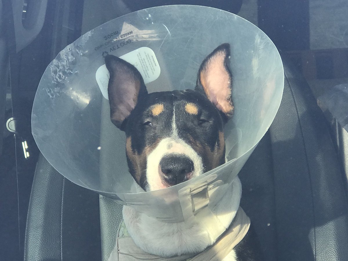 DogsCruz's tweet image. Alice on the IR and in the conezone after lightly injuring her right front leg jumping. She’s very frustrated, understandably, but will be on her feet Jan 14. #bullterrier