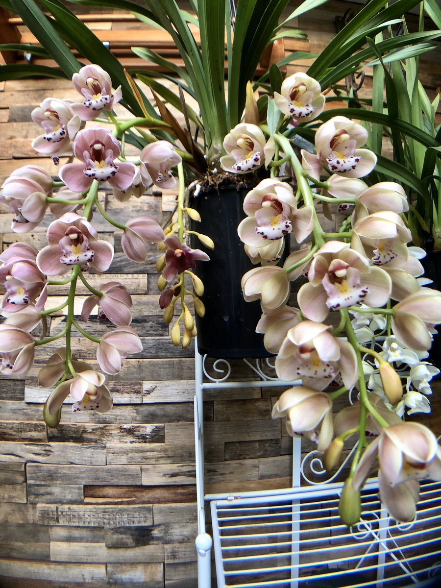 KeshOrchids's tweet photo. Cymbidium season!!!! And I LOVE IT!  All my spikes have different flowers! Me so Happy! Have a great start of your week! 💚#orchid #orchids #orchidee #orchidinbloom #orchidcommunity #flowers #flower https://t.co/QTe7fQEjAM