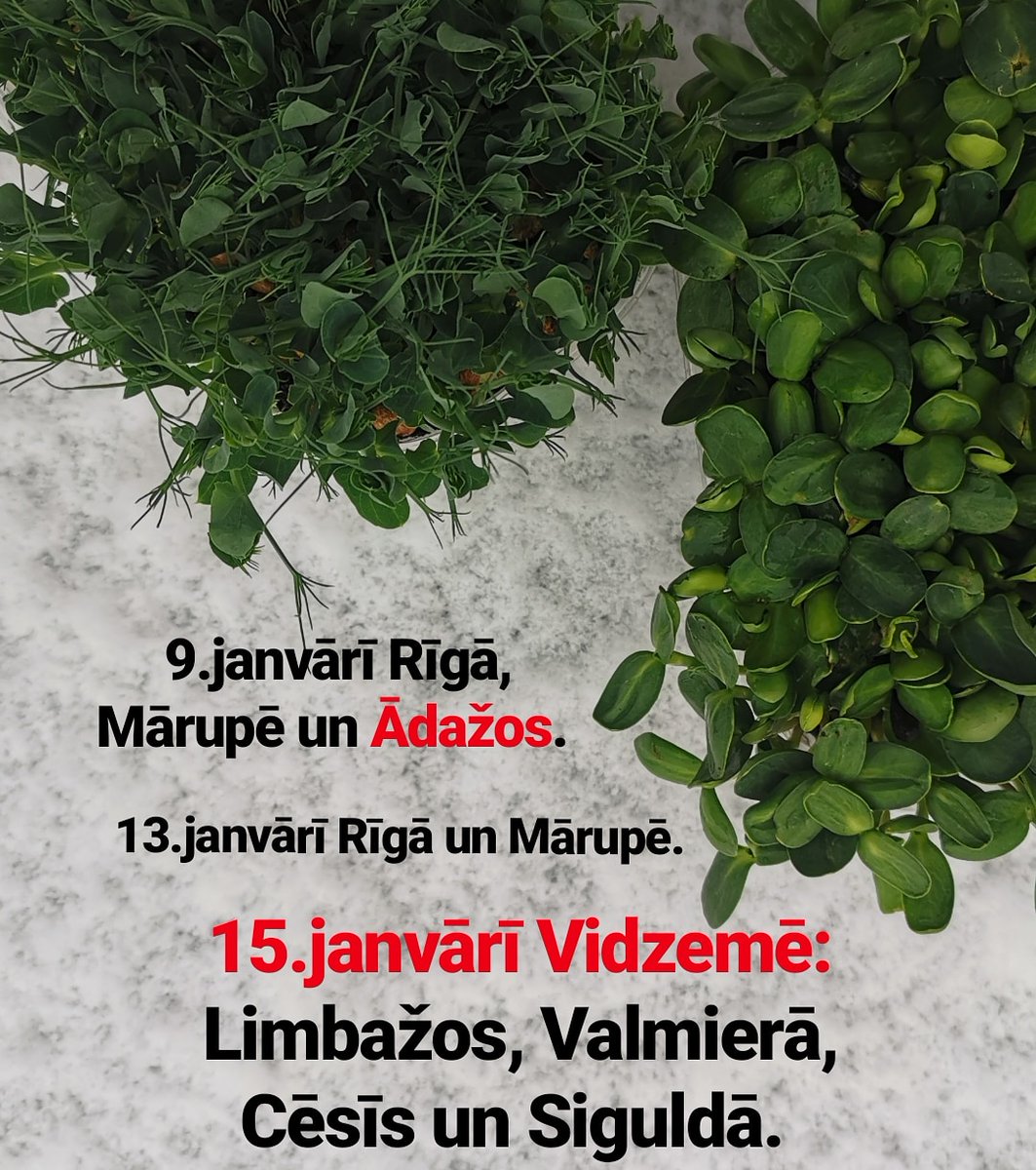 Tuvākās zaļumu piegādes, uz kurām iespējams pieteikties #dzīvojamzaļi #abonēpavasari #bio #mikrozaļumi