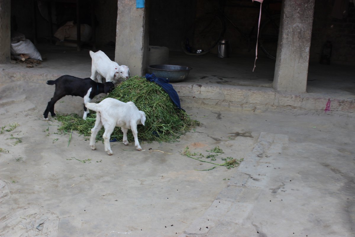 TCI_TARINA's tweet photo. In #Bihar villages, #TARINA & partner #BAIF is supporting #dairy production by encouraging #Farmers to cultivate nutritive #greenfodder.
Besides #Fodderseed, farmers are provided training on best #cultivation practices & follow-up extension services.
#FaceofChange
@TataCornell https://t.co/Z5vxVy1Otw