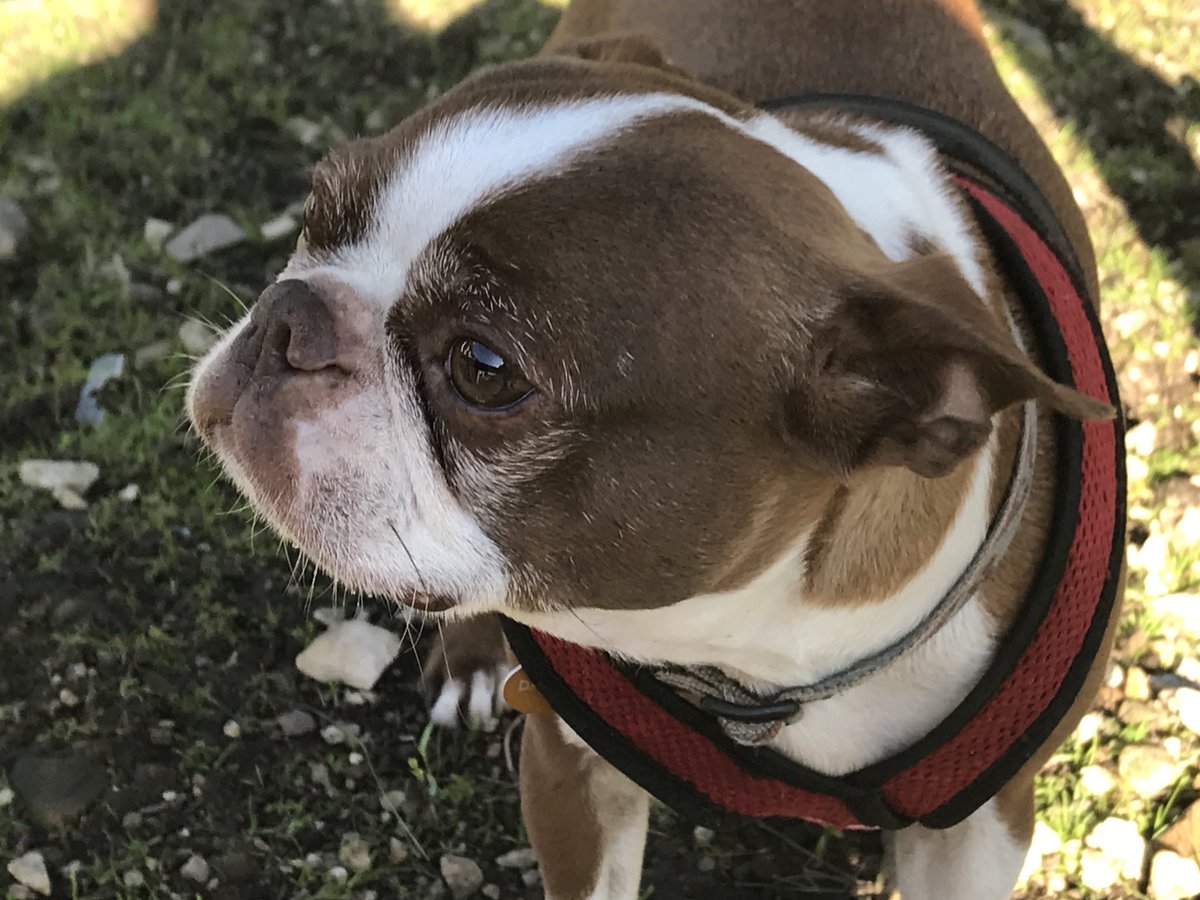 DogsCruz's tweet image. Sweet little Bethany may weigh only 7 pounds, but this 6 year-old sweetheart more than makes up for it with kindness, curiosity and an eagerness to meet new friends. #bostonterrier