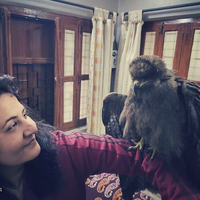dogsoftheganges's tweet photo. So incredibly beautiful! Team member @swati_ballani’s parents rescued this eagle while on their morning walk. The eagle has an injured wing and was being chased by dogs - and is now convalescing at Swati’s home. The eagle will be released once the wing i… https://t.co/qOtZaxkuBM https://t.co/kQycfaJwV6