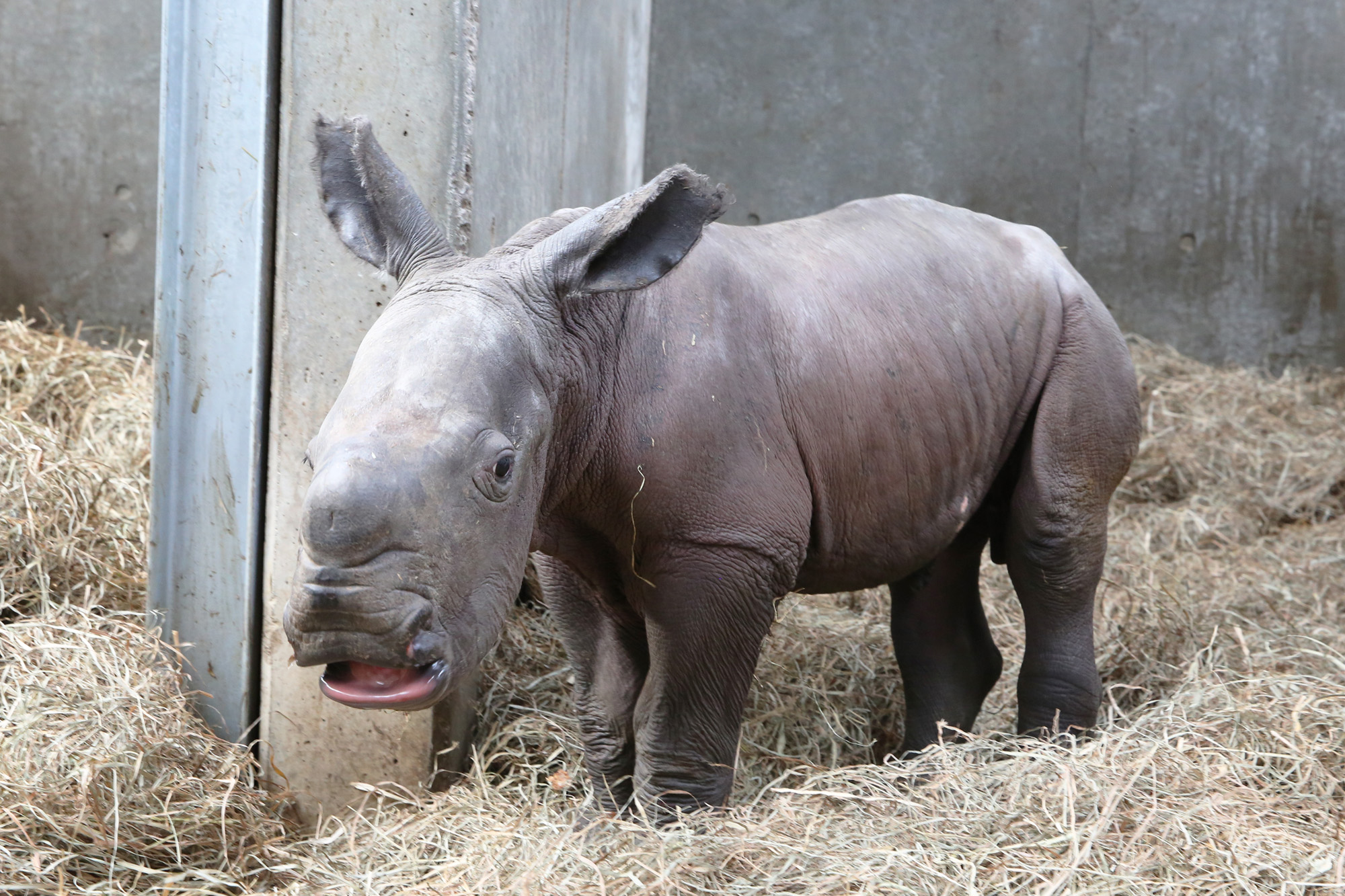 富士サファリパーク公式 シロサイの赤ちゃん 生まれた時の大きさは体長70cm 体重 約50kg おおよそ2時間おきに母サイのおっぱいを飲み よく寝て スクスクと成長しています シロサイの赤ちゃんが生まれたのは6年ぶり 富士サファリパーク T