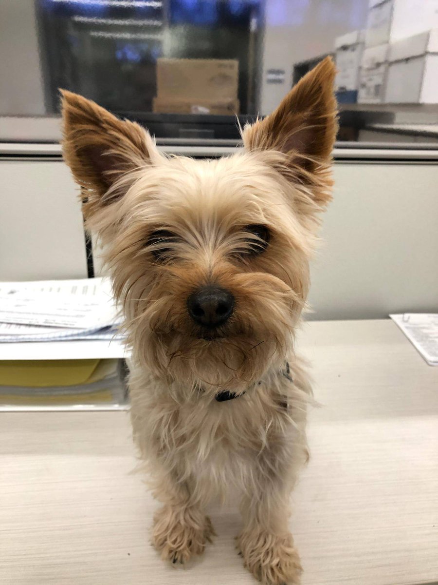 bartlettpd's tweet photo. We brought this little guy in from the cold who was found near Amherst and S. Bartlett with no chip or collar. Please help us get him home! https://t.co/vqjr9Sy7yJ