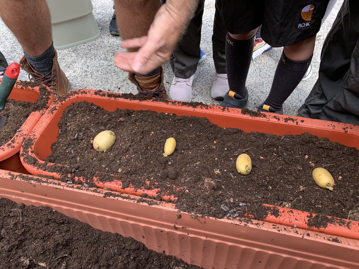 MsFitzY2's tweet photo. Starting to new year with planting a new crop of vegetables with Mr. Paul. #rchkpyp https://t.co/NUFM0YOjoS