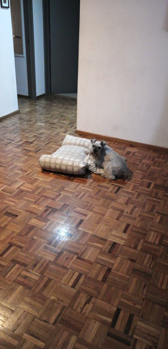 halloqueen_6's tweet image. Le puse lo que llevo de la camita en el pisoy se acostó luego luego... #HeartExplodes