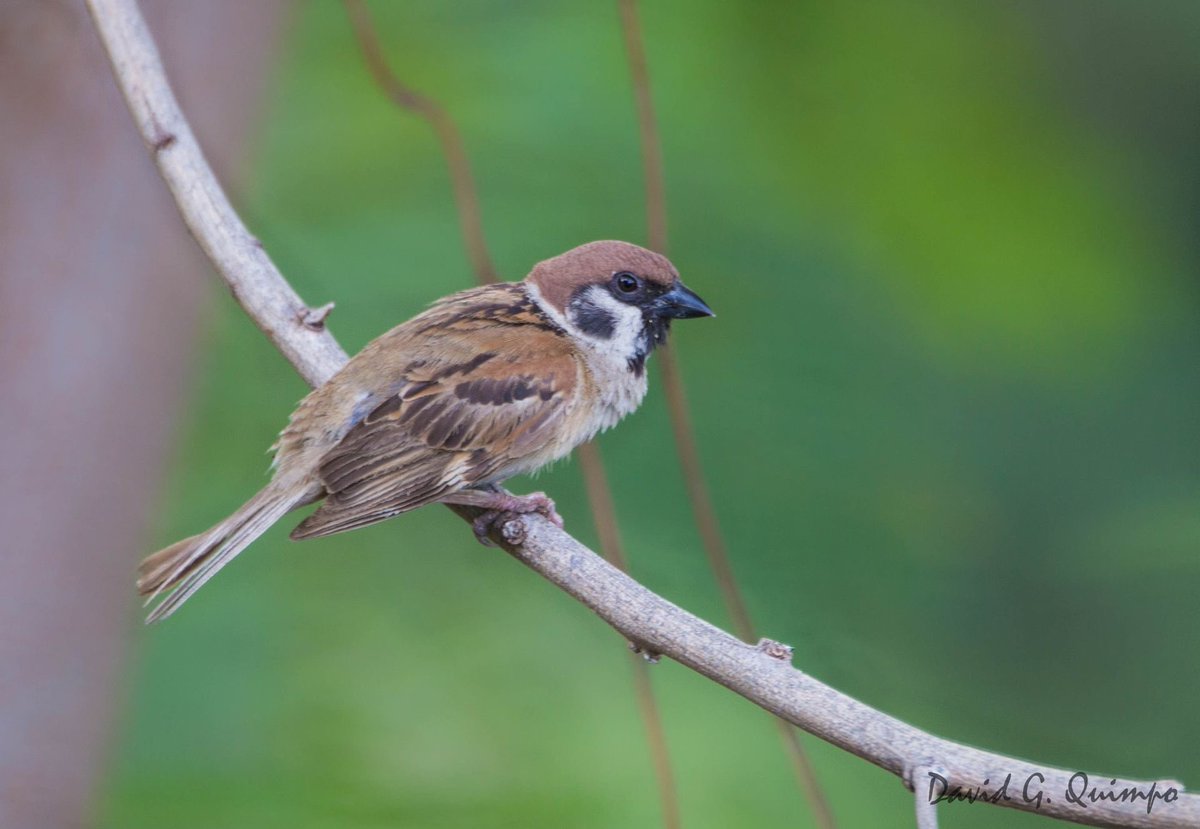 mijonannecortez's tweet photo. Popularly known to us as the “Maya,” the Eurasian Tree Sparrow is one of the most common bird species you can find in the city. Photo taken by David G. Quimpo #wbcp #bird #birds #philippinebirds #avifauna #philippineavifauna #birdphotography https://t.co/Yg2E9BIIhY