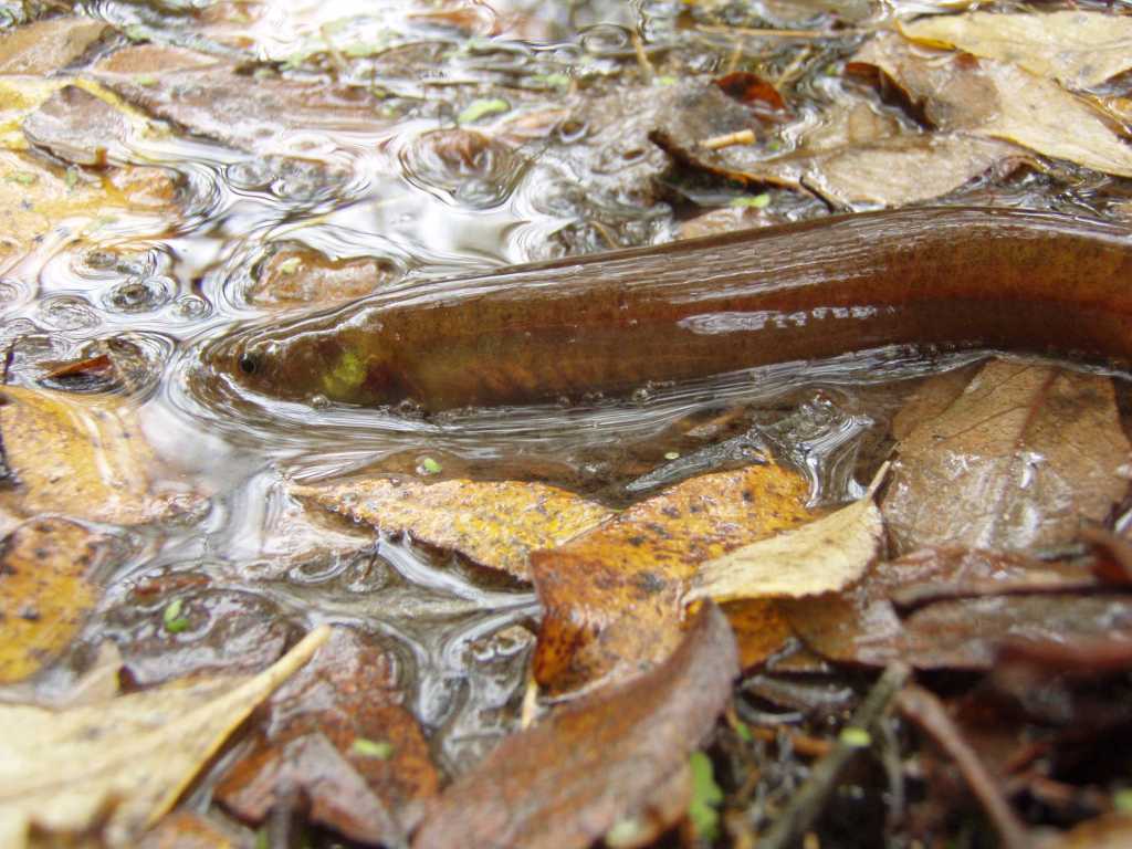 Zoo Soc Auckland  tweet media