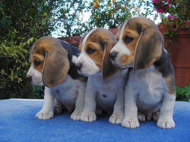 puppiescuties's tweet photo. https://t.co/0PZGjSDgPe