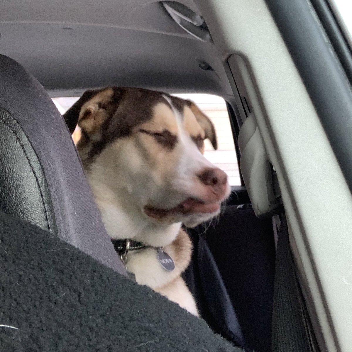 sdudar's tweet photo. Nova: #PhotoChallenge2020January
Day 5 - This post sponsored by... -
It seems dad can’t read or maybe count. He got days 4 & 5 mixed up.
So today this post is sponsored by...
rides in the #AdventureBox.
I REALLY LIKE ADVENTUREBOX RIDES!
#AdoptDontShop #dogsoftwitter https://t.co/zBjkpKtMiY