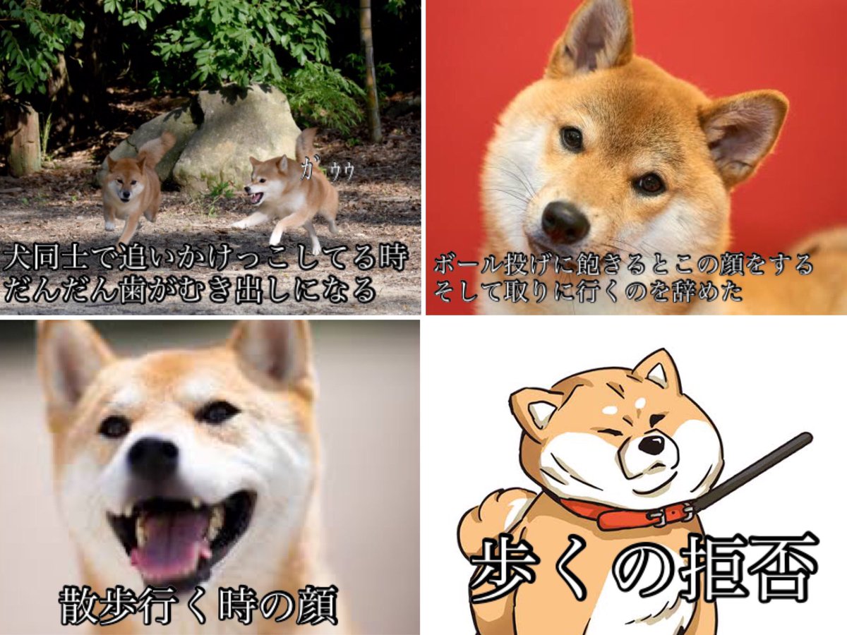柴犬あるある 柴犬あるある