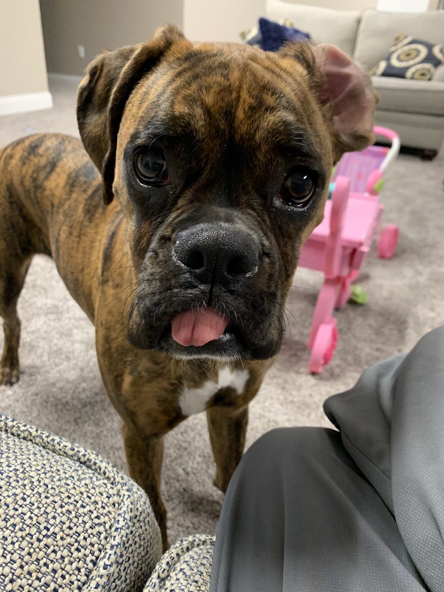 jserb83's tweet photo. Wazzup! #GoofyBoxer #BoxersAreTheBest https://t.co/5KTJihs8rL
