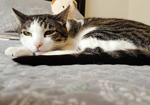 selinathecat1's tweet photo. Zzzzzz Sleepy Sunday #😴 https://t.co/2nmlrCZiGc